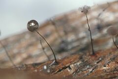 Collaria arcyrionema