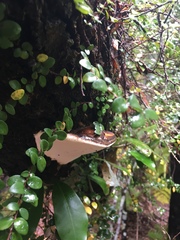 Fomitopsis hemitephra