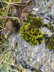 Orthotrichum anomalum