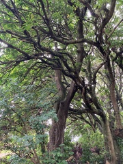 Plagianthus regius