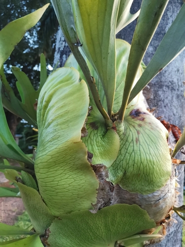 Platycerium alcicorne, 2022-12-07