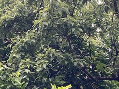 Plagianthus regius