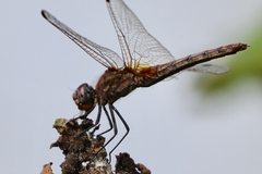 Trithemis