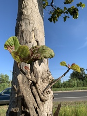 Mitragyna diversifolia