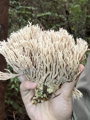 Clavulina cinerea