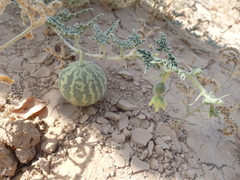 Citrullus colocynthis