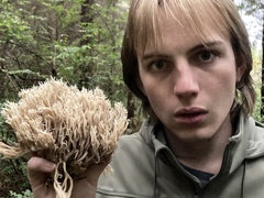 Clavulina cinerea