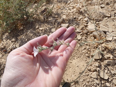 Convolvulus cephalopodus