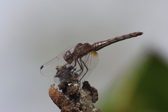 Trithemis