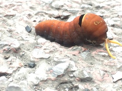 Papilio multicaudata