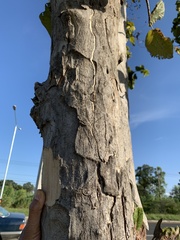 Mitragyna diversifolia