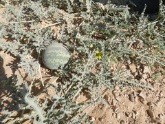 Citrullus colocynthis