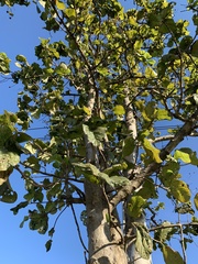 Mitragyna diversifolia