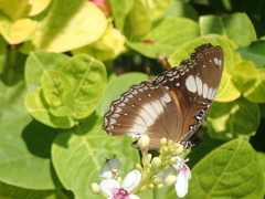 Hypolimnas bolina bolina