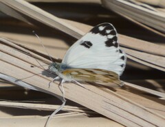 Pontia glauconome