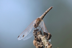 Trithemis