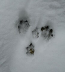 Lepus granatensis