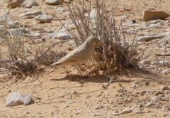 Ammomanes deserti
