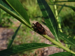 Cicadidae