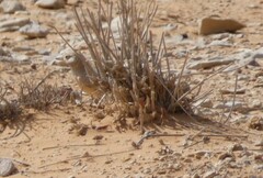 Ammomanes deserti