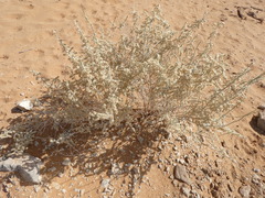 Caroxylon imbricatum