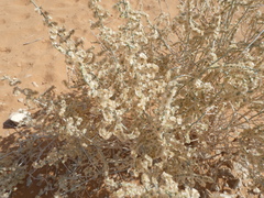 Caroxylon imbricatum