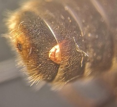 Stylopidae