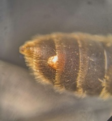 Stylopidae