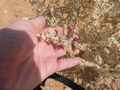 Caroxylon imbricatum