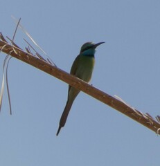 Merops cyanophrys