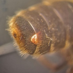 Stylopidae