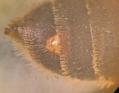 Stylopidae