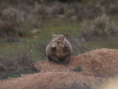Lasiorhinus latifrons