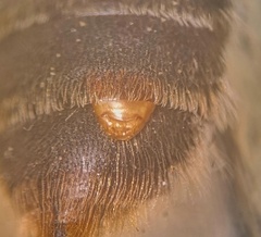 Stylopidae