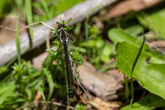 Austroargiolestes icteromelas