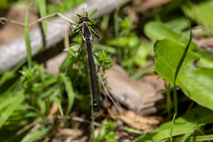 Austroargiolestes icteromelas