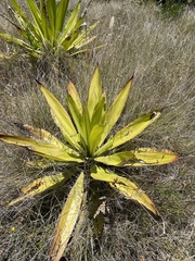 Furcraea foetida