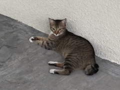 Felis catus
