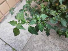 Dicliptera chinensis