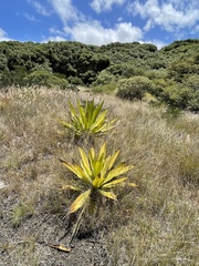 Furcraea foetida