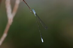 Labidiosticta vallisi