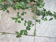 Dicliptera chinensis