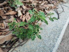 Phyllanthus urinaria