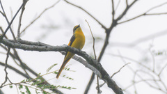 Pericrocotus brevirostris