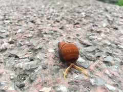 Papilio multicaudata