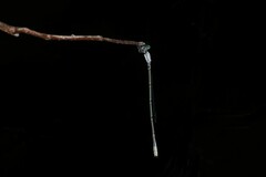 Labidiosticta vallisi