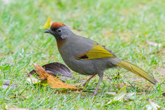 Trochalopteron melanostigma