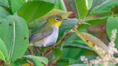 Zosterops erythropleurus