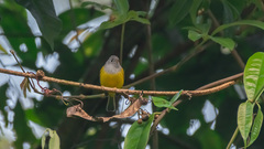 Culicicapa ceylonensis