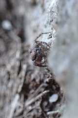 Euophrys